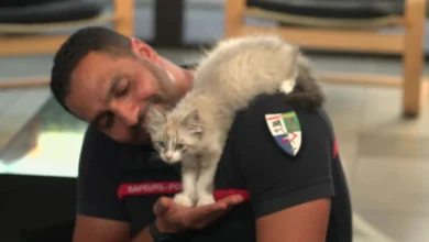 Sauvé d'une poubelle pendant l'incendie en Gironde, adopté par les pompiers, le chaton Saumos a rejoint une caserne