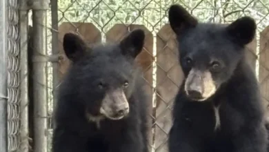 Man charged in shooting of bear in Foothills, New Mexico neighborhood 2 Shooting
