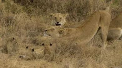 Tansania: Zehn Löwen in Naturschutzgebiet in tot aufgefunden – Vergiftungsverdacht 6 Tansania: Zehn Löwen in Naturschutzgebiet in tot aufgefunden – Vergiftungsverdacht