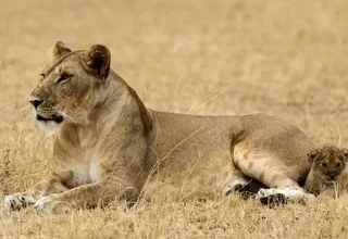 Tanzanie : mort de dix lions dans une réserve naturelle après « ingestion de poison »