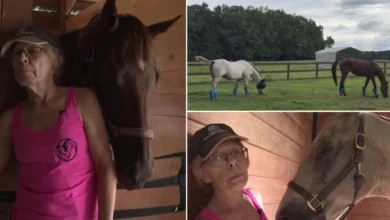 'They just dumped her' — Ex-racehorse rescued from Texas kill pen is now healing in Virginia 4 They just dumped