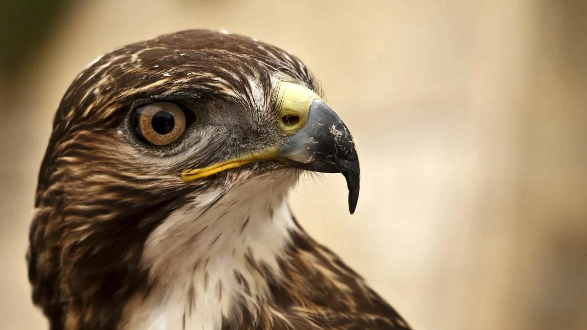 Three tornado-rescued birds released in Ringle, Wisconsin 1 Three tornado-rescued birds