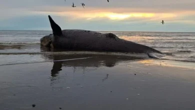 Tiersterben: Dutzende tote Jungwale an Argentiniens Küste gespült