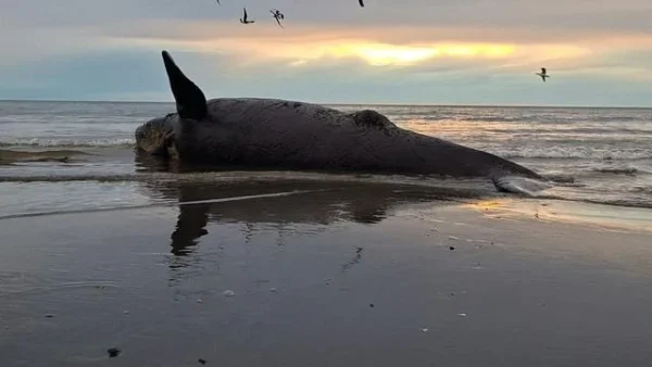 Tiersterben: Dutzende tote Jungwale an Argentiniens Küste gespült