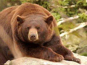 Un ours s'introduit chez lui et le blesse gravement : il est sauvé par sa chienne, qui finit dans la gueule du prédateur