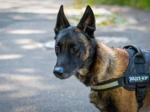 Une octogénaire tuée par son malinois : le chien s'acharnait encore sur le corps lorsque le fils de la victime est entré dans la maison