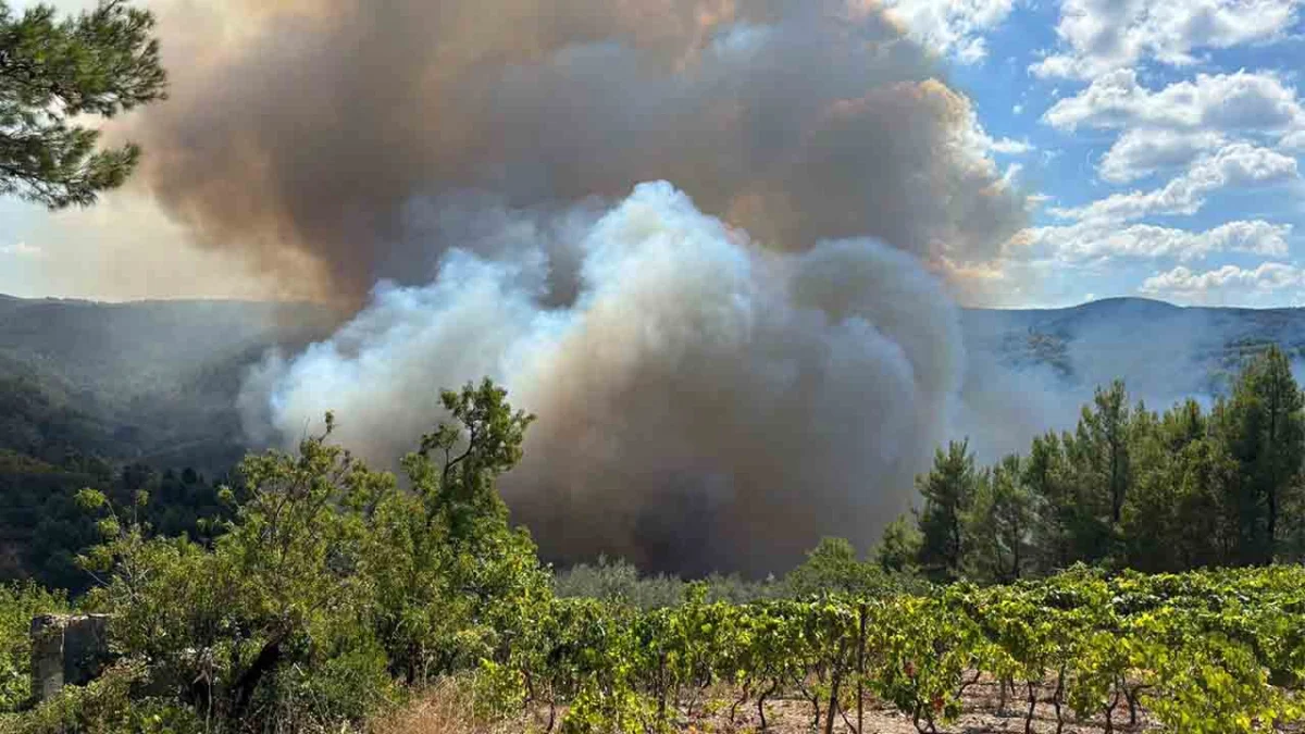 Vico del Gargano ancora in fiamme: scoppia un vasto incendio alla Maddalena