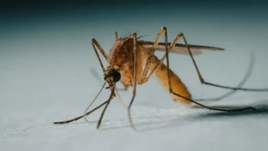 Vijfde persoon met westnijlvirus overleden, aantal besmettingen opgelopen 7 Vijfde persoon met westnijlvirus overleden, aantal besmettingen opgelopen