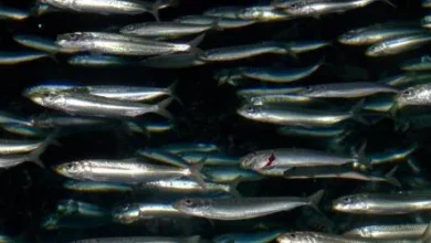 [Week-end] Ce signal qui précède souvent l’effondrement d’un stock de pêche