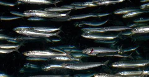 [Week-end] Ce signal qui précède souvent l’effondrement d’un stock de pêche