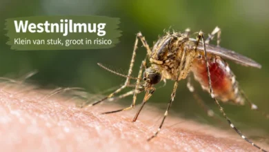 Westnijlvirus duikt op bij mensen: regio krijgt waarschuwing om extra waakzaam te zijn