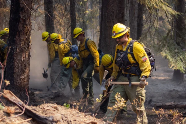 Wildfire