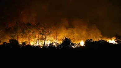 Wildfire