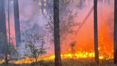 Wildfire