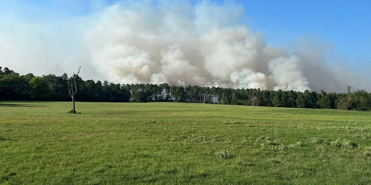 Wildfire