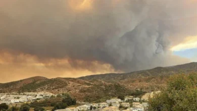 Wildfire