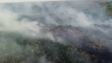 Wildfire