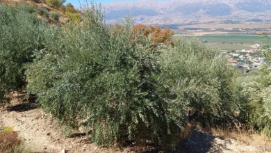 هل ينجو زيتون الجنوب من شبح التلوّث بعد القصف؟