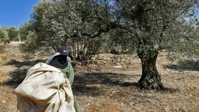 قنبلة صوتية قرب مزارعي الزيتون في ياطر وأخرى في كفرشوبا