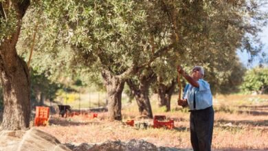"لم يعد هناك للفلاح الفلسطيني سوى غصن الزيتون": مزارعون يشتكون من هجمات مستوطنين على محاصيلهم 6 مزارع فلسطيني في الضفة الغربية المحتلة يحصد ثمار الموسم