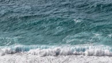 Woman Dies After Shark Attack at Orient Beach, South Africa