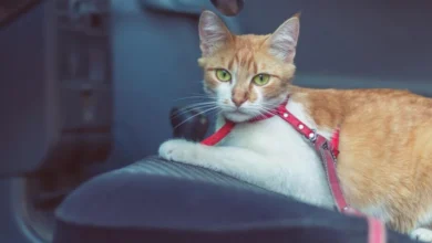 Angriff im Auto: Katze verletzt Lenker – Pkw schleudert von A12