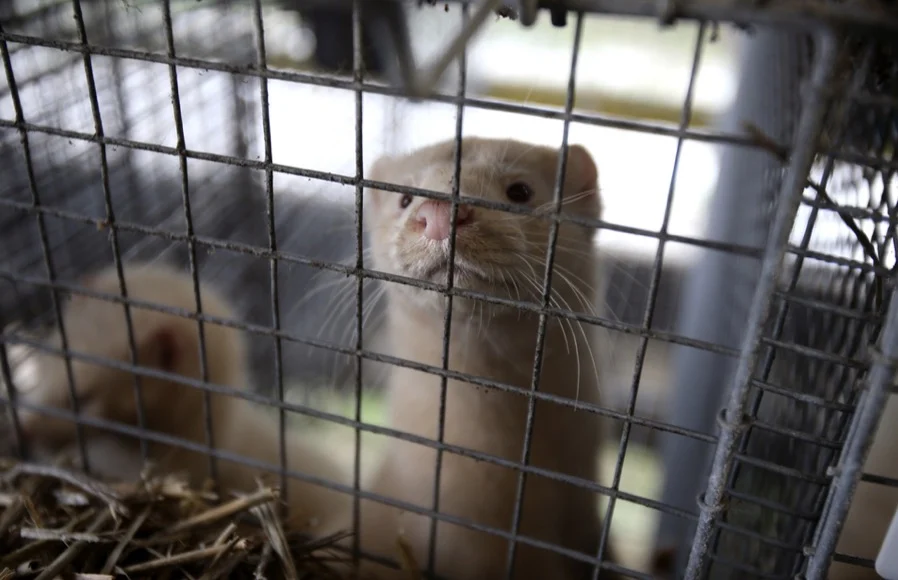 Animal welfare groups