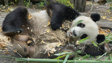 Schönbrunn-Pandas genießen Herbstlaub: Winteröffnungszeiten im Wiener Tiergarten