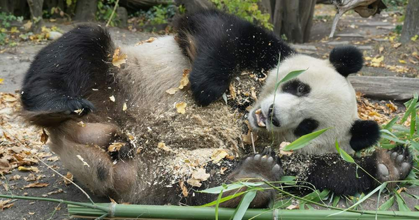 Schönbrunn Zoo Pandas Enjoy Autumn Leaves as Vienna Enters Winter Visiting Hours