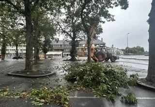 Lignes électriques : dans quels cas Enedis dédommage-t-il les propriétaires quand l’abattage des arbres s’impose ?