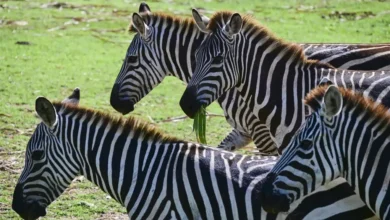 Vliegtuig maakt buiklanding in Tanzania na botsing met zebra